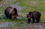 Ursa Grizzly e seu filho se alimentam ao lado de rio na região de Many Glacier, no Glacier Nacional Park, em Montana, nos Estados Unidos